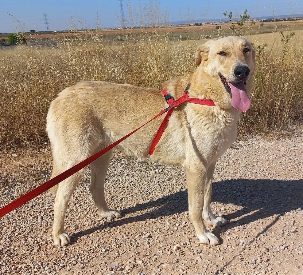 Almendra, female young Mixed Breed for adoption at Ein Freund fürs Leben e.V., Berlin