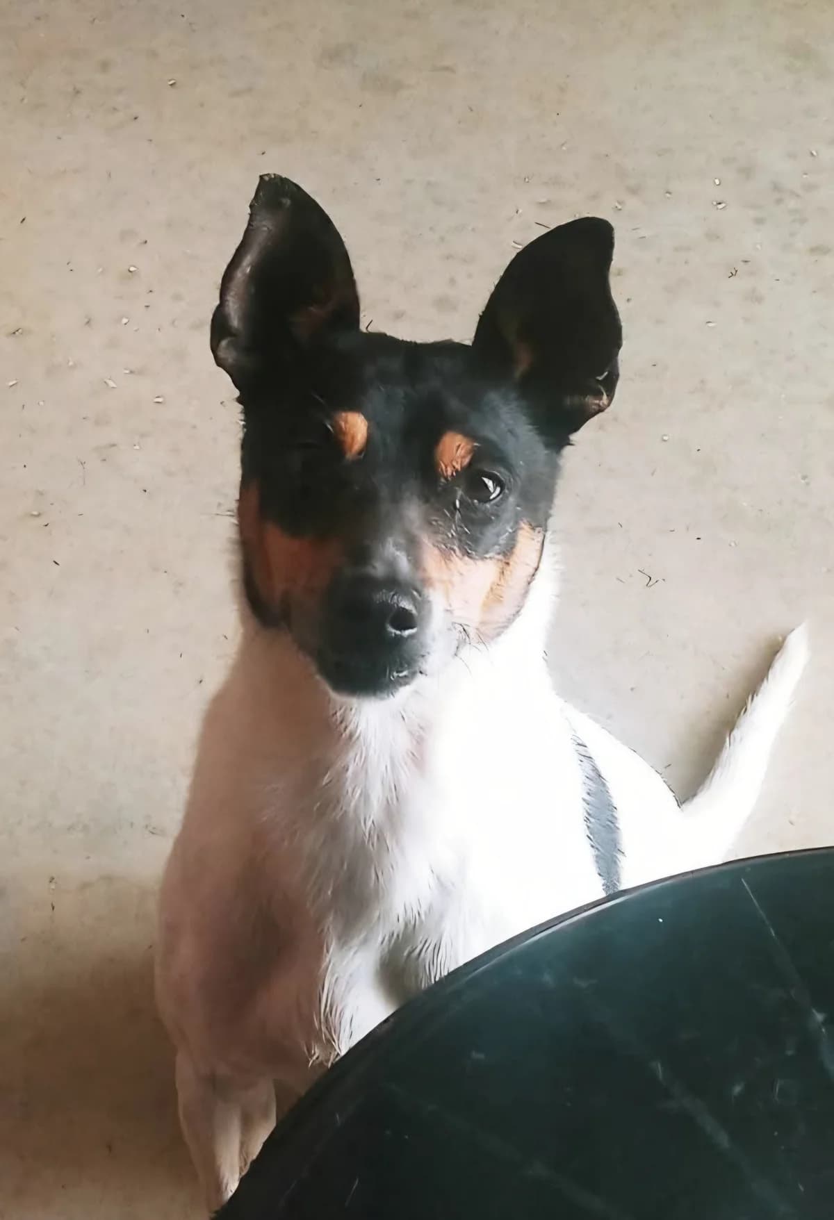 Alwin, male 7yo Mixed Breed for adoption at Ein Freund fürs Leben e.V., Berlin