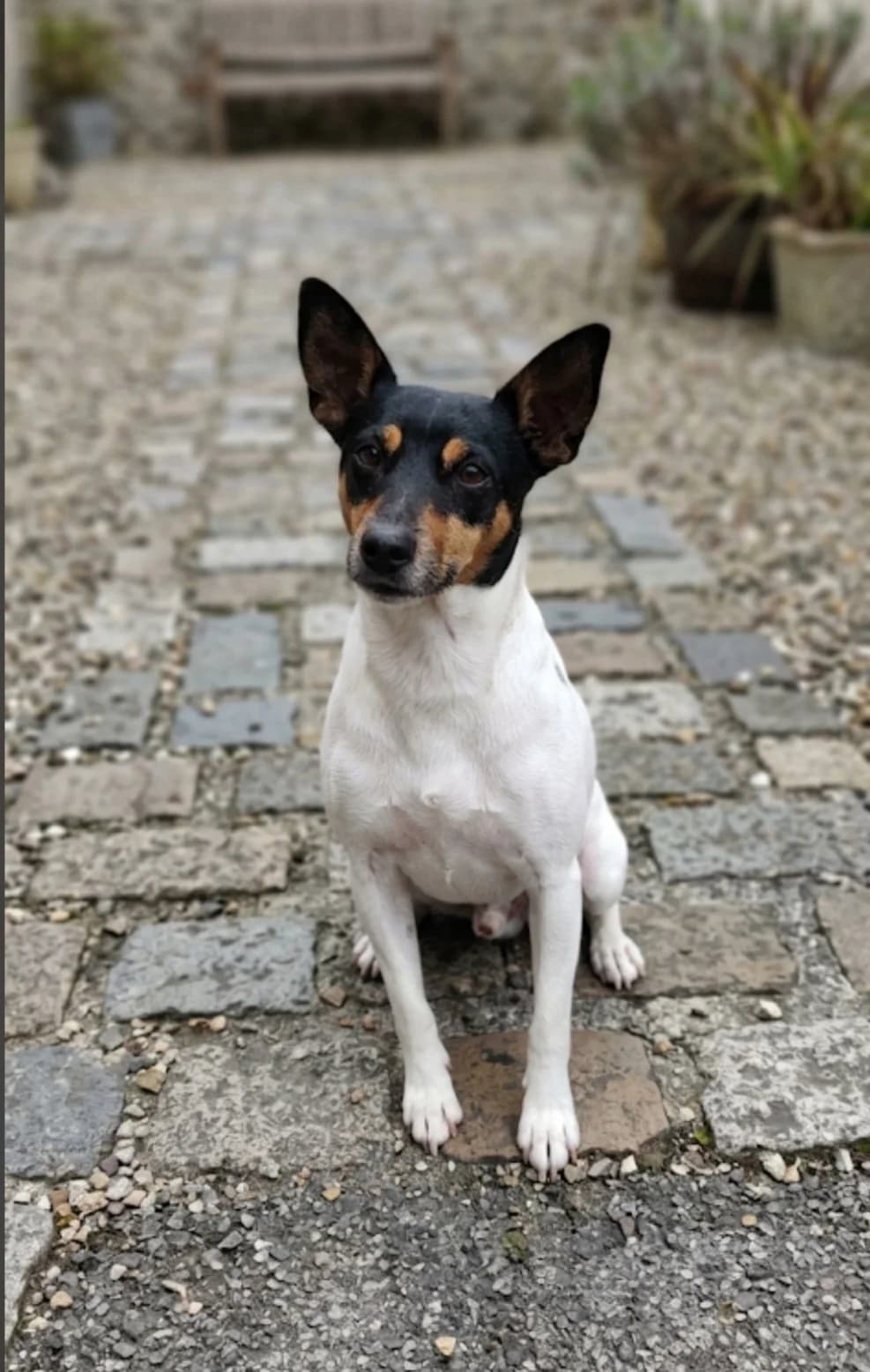 Alwin, male 7yo Mixed Breed for adoption at Ein Freund fürs Leben e.V., Berlin