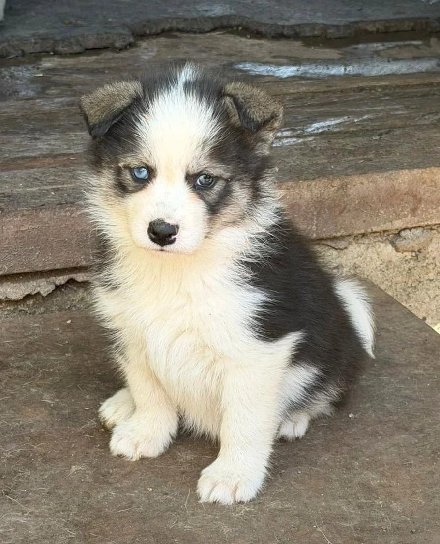 Anita, female puppy Mixed Breed for adoption at Ein Freund fürs Leben e.V., Berlin