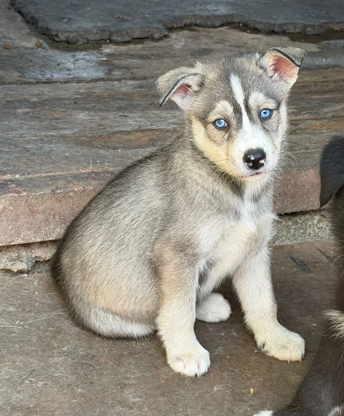 Anne, female puppy Mixed Breed for adoption at Ein Freund fürs Leben e.V., Berlin