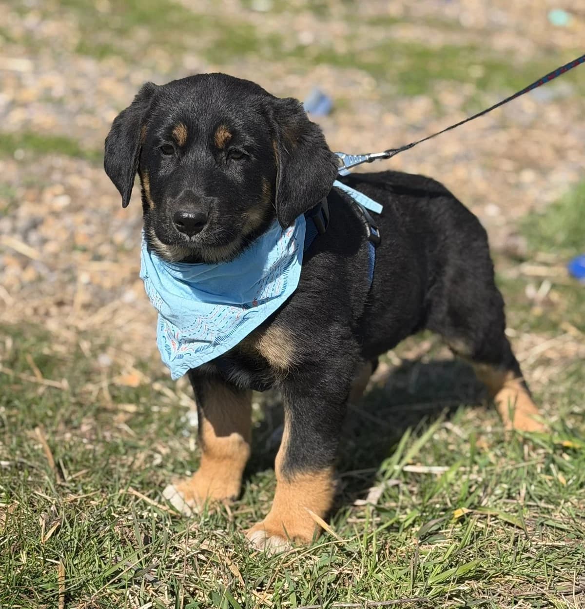 Anton, male puppy Mixed Breed for adoption at Ein Freund fürs Leben e.V., Berlin