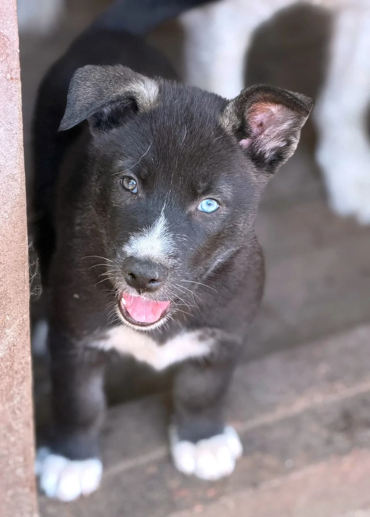Antonia, weiß female puppy Mixed Breed for adoption at Ein Freund fürs Leben e.V., Berlin