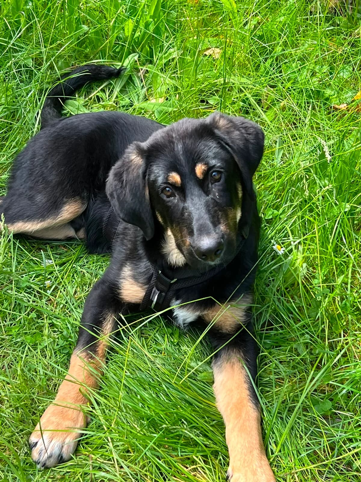 Antonio - VON PRIVAT, male puppy Mixed Breed for adoption at Ein Freund fürs Leben e.V., Berlin