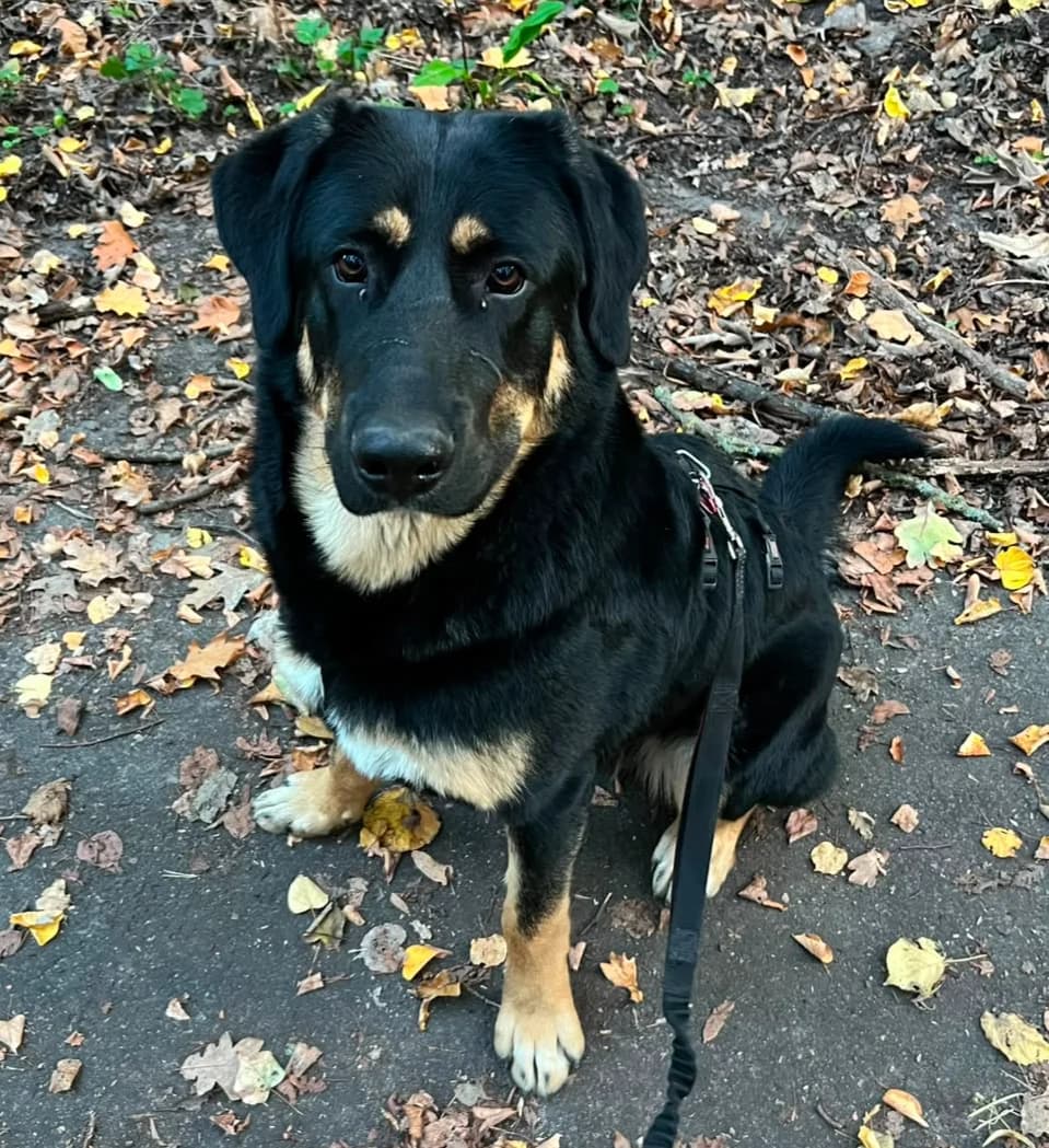 Antonio - VON PRIVAT, male puppy Mixed Breed for adoption at Ein Freund fürs Leben e.V., Berlin