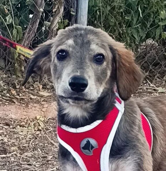Aramis, male puppy Mixed Breed for adoption at Ein Freund fürs Leben e.V., Berlin