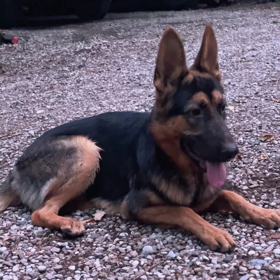 Arthur - VON PRIVAT, male young Mixed Breed for adoption at Ein Freund fürs Leben e.V., Berlin