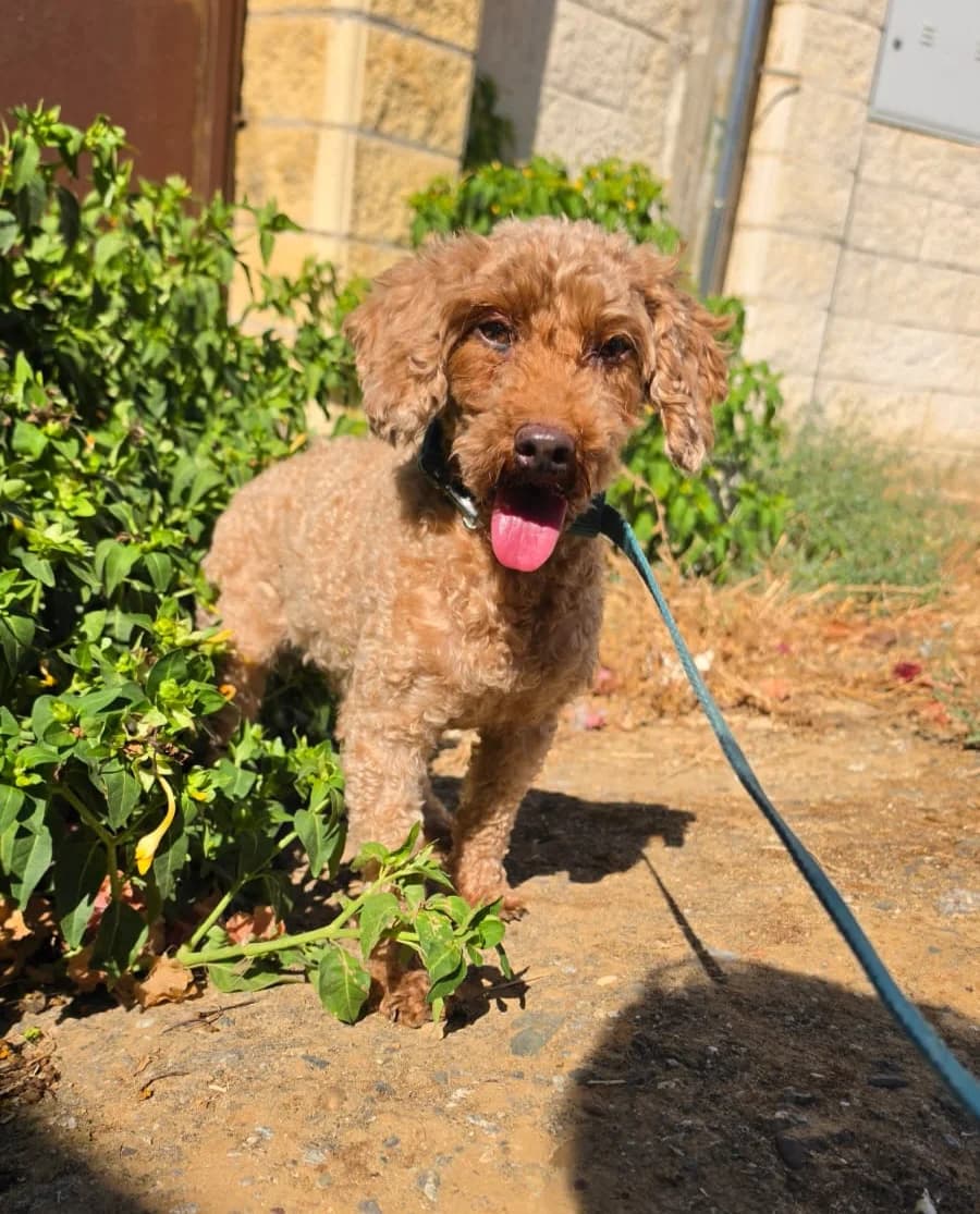 Atenea, female Mixed Breed for adoption at Ein Freund fürs Leben e.V., Berlin