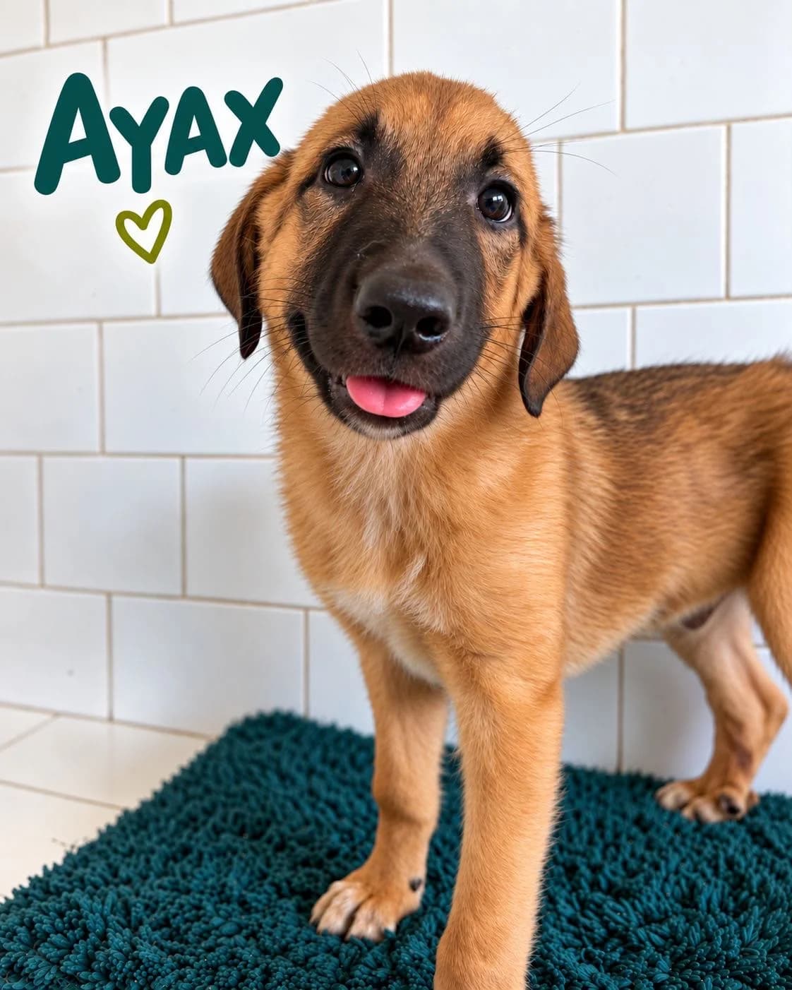 Ayax, puppy Mixed Breed for adoption at Ein Freund fürs Leben e.V., Berlin