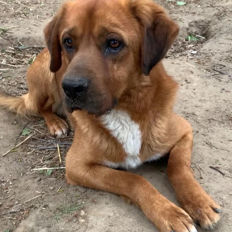 Balou - VON PRIVAT, male 4yo Mixed Breed for adoption at Ein Freund fürs Leben e.V., Berlin
