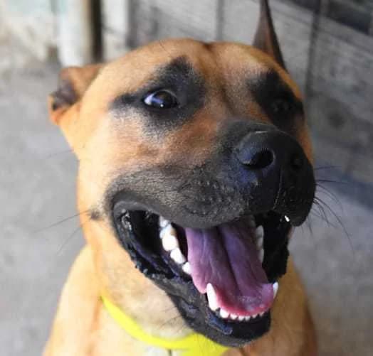 Balto, male 6yo Mixed Breed for adoption at Ein Freund fürs Leben e.V., Berlin