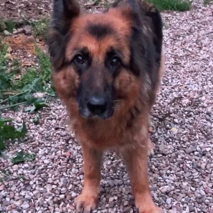 Bella - VON PRIVAT, female senior Mixed Breed for adoption at Ein Freund fürs Leben e.V., Berlin