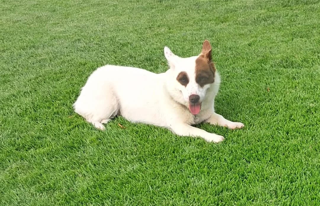 Bim - VON PRIVAT, male young Mixed Breed for adoption at Ein Freund fürs Leben e.V., Berlin
