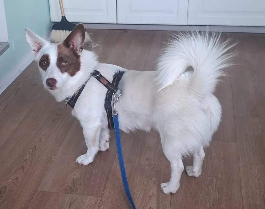 Bim, male young Mixed Breed for adoption at Ein Freund fürs Leben e.V., Berlin