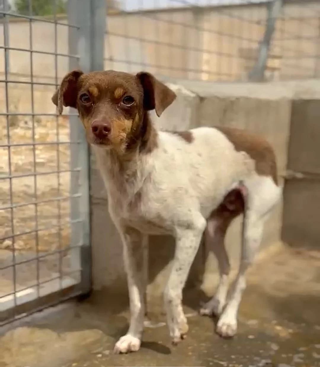 Bina, female young Mixed Breed for adoption at Ein Freund fürs Leben e.V., Berlin