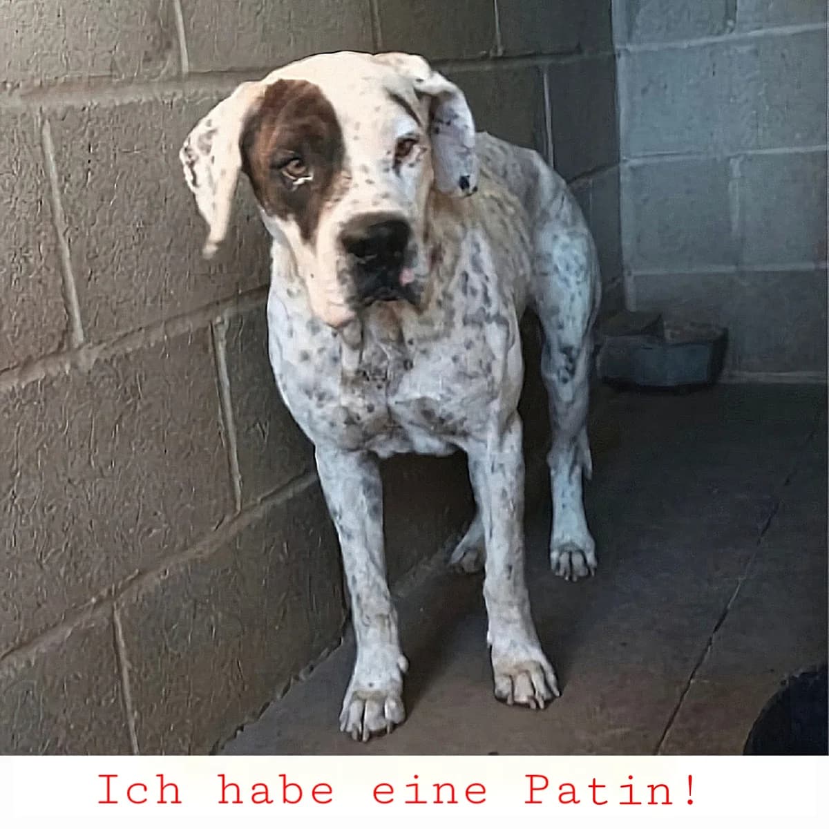 Bob, male 4yo Mixed Breed for adoption at Ein Freund fürs Leben e.V., Berlin
