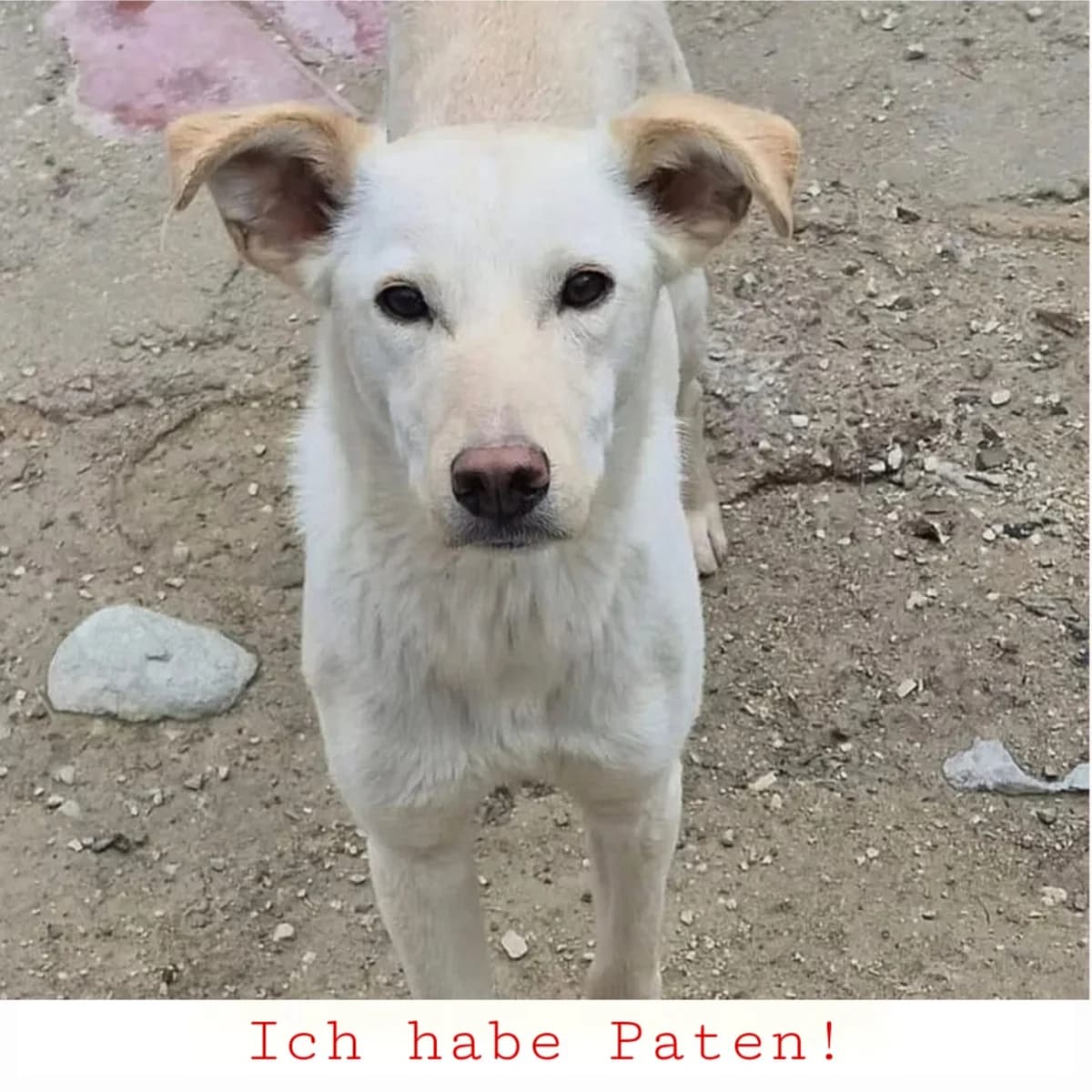 Bombay, male young Mixed Breed for adoption at Ein Freund fürs Leben e.V., Berlin