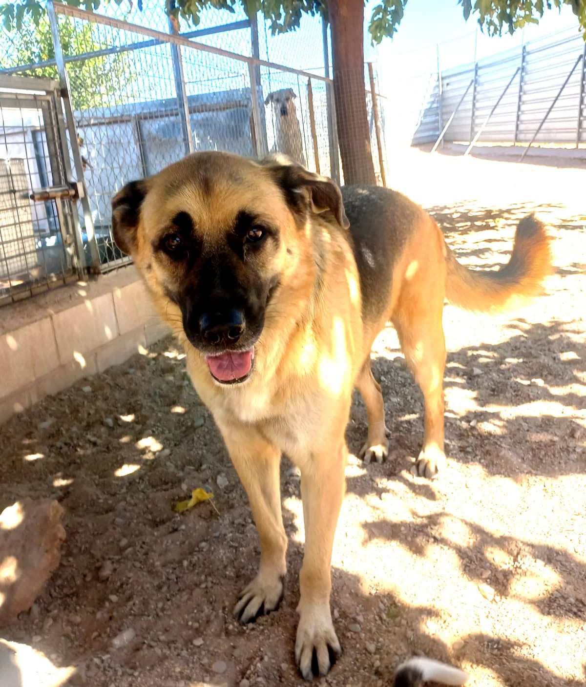 Braun, braun male 7yo Mixed Breed for adoption at Ein Freund fürs Leben e.V., Berlin
