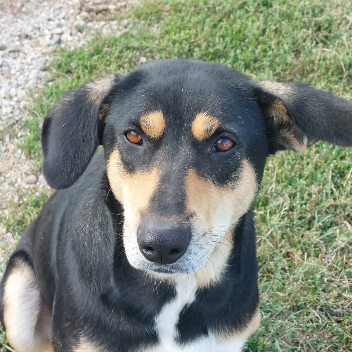 Bubulina, female 3yo Mixed Breed for adoption at Ein Freund fürs Leben e.V., Berlin