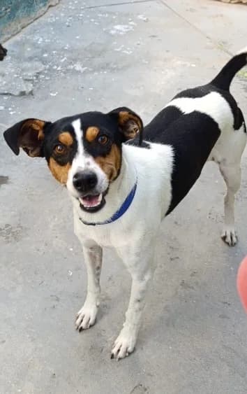 Cabrales, male 5yo Mixed Breed for adoption at Ein Freund fürs Leben e.V., Berlin
