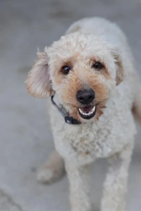 Candy, female 6yo Mixed Breed for adoption at Ein Freund fürs Leben e.V., Berlin