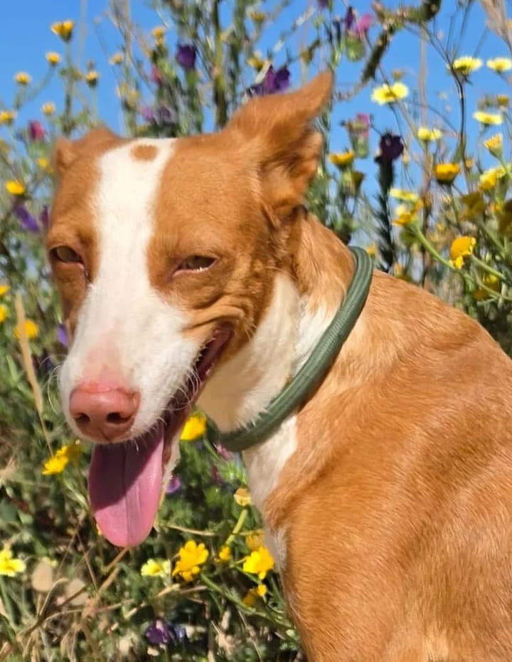 Careta, female 3yo Mixed Breed for adoption at Ein Freund fürs Leben e.V., Berlin