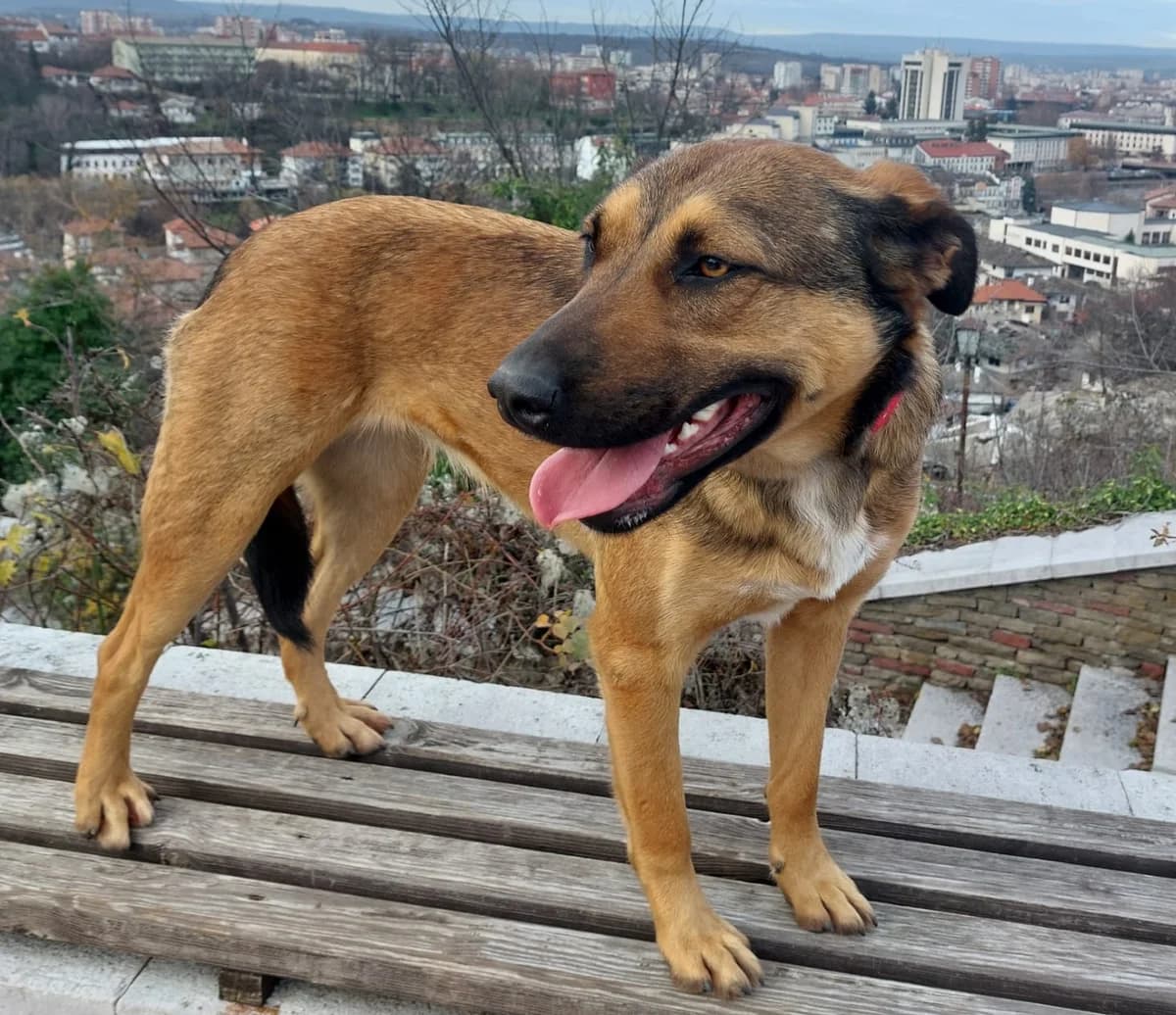 Cleo, female puppy Mixed Breed for adoption at Ein Freund fürs Leben e.V., Berlin