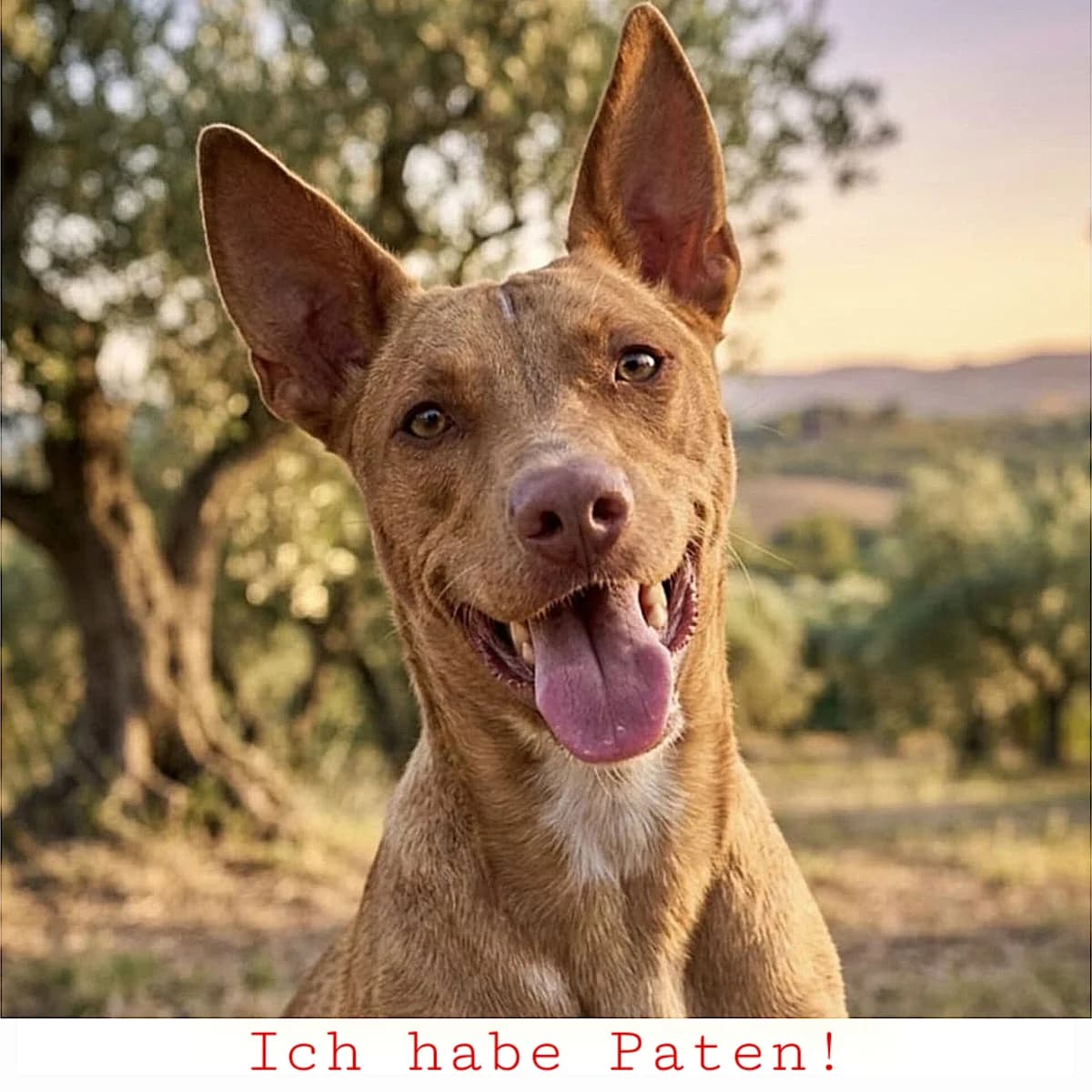 Cloe, female young Mixed Breed for adoption at Ein Freund fürs Leben e.V., Berlin