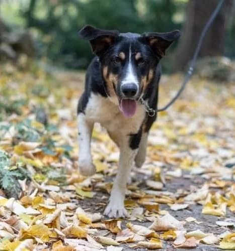 Cody II, male 6yo Mixed Breed for adoption at Ein Freund fürs Leben e.V., Berlin