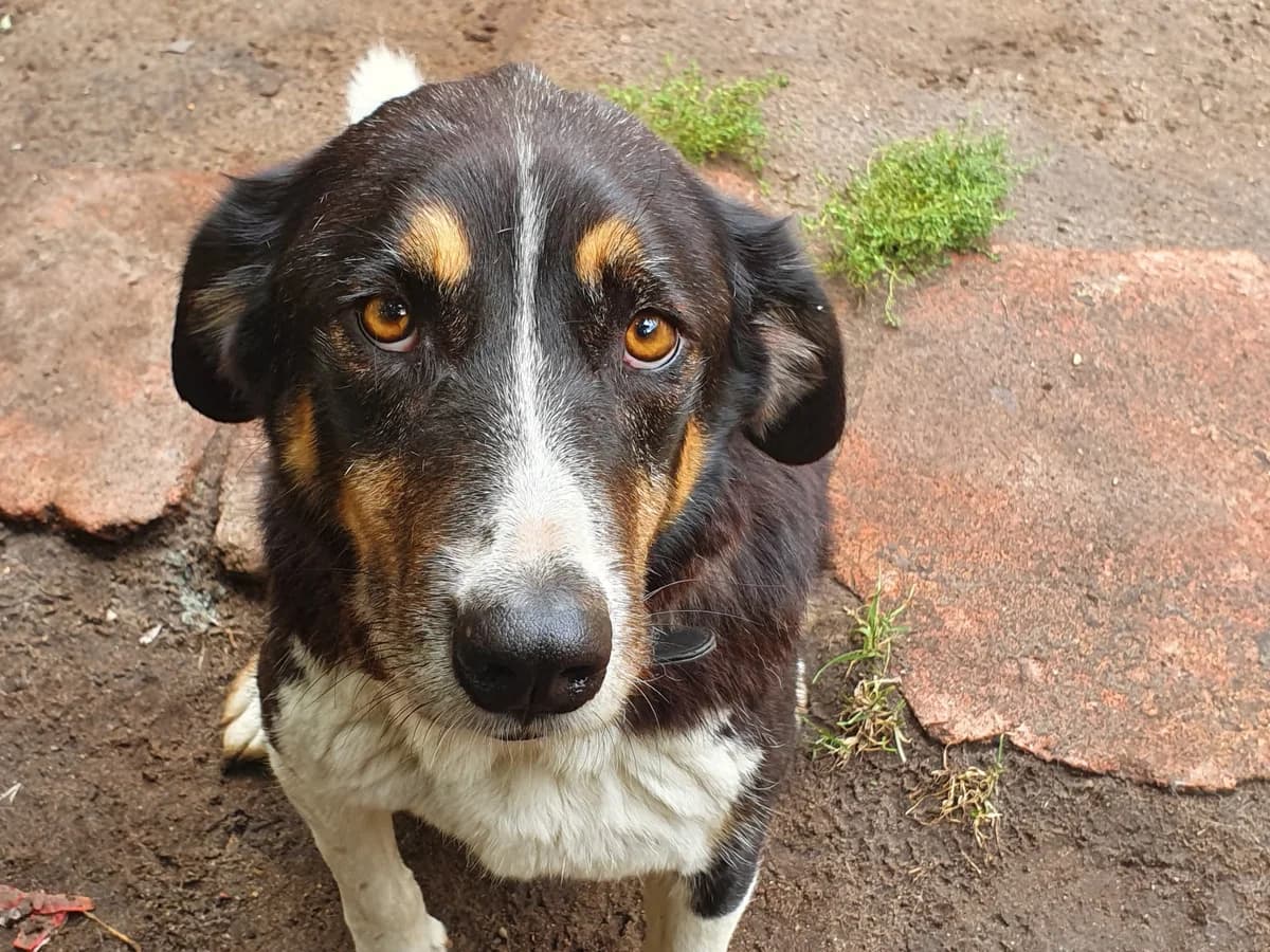 Cody II, male 6yo Mixed Breed for adoption at Ein Freund fürs Leben e.V., Berlin