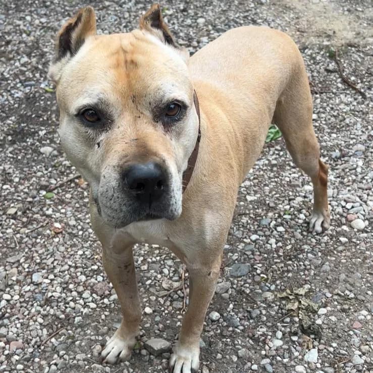 Cody - VON PRIVAT, male senior Mixed Breed for adoption at Ein Freund fürs Leben e.V., Berlin