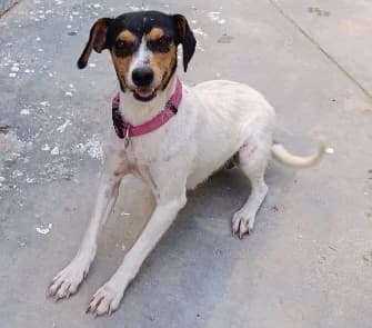Cynthia, female 3yo Mixed Breed for adoption at Ein Freund fürs Leben e.V., Berlin