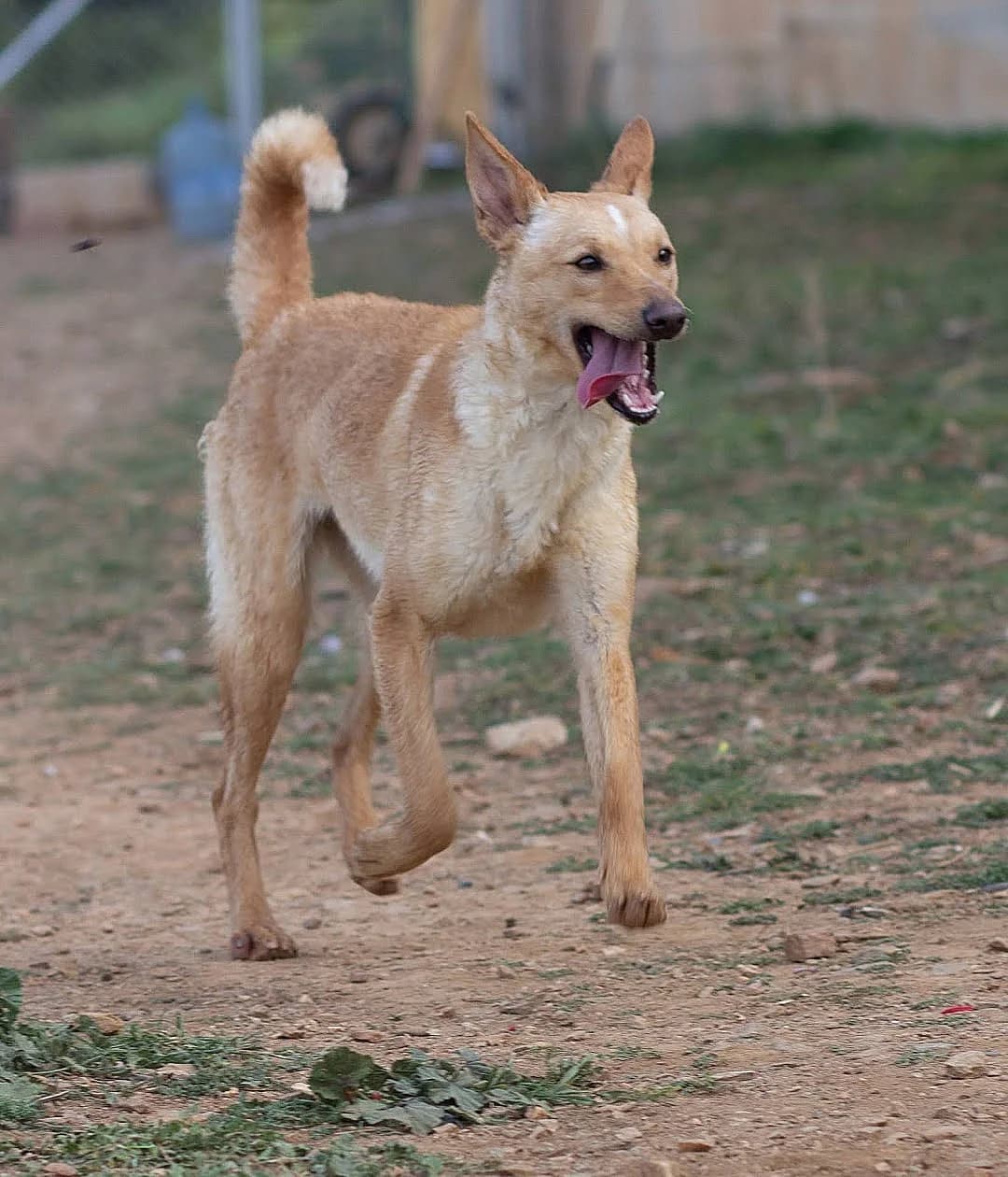Daenerys, female 4yo Mixed Breed for adoption at Ein Freund fürs Leben e.V., Berlin