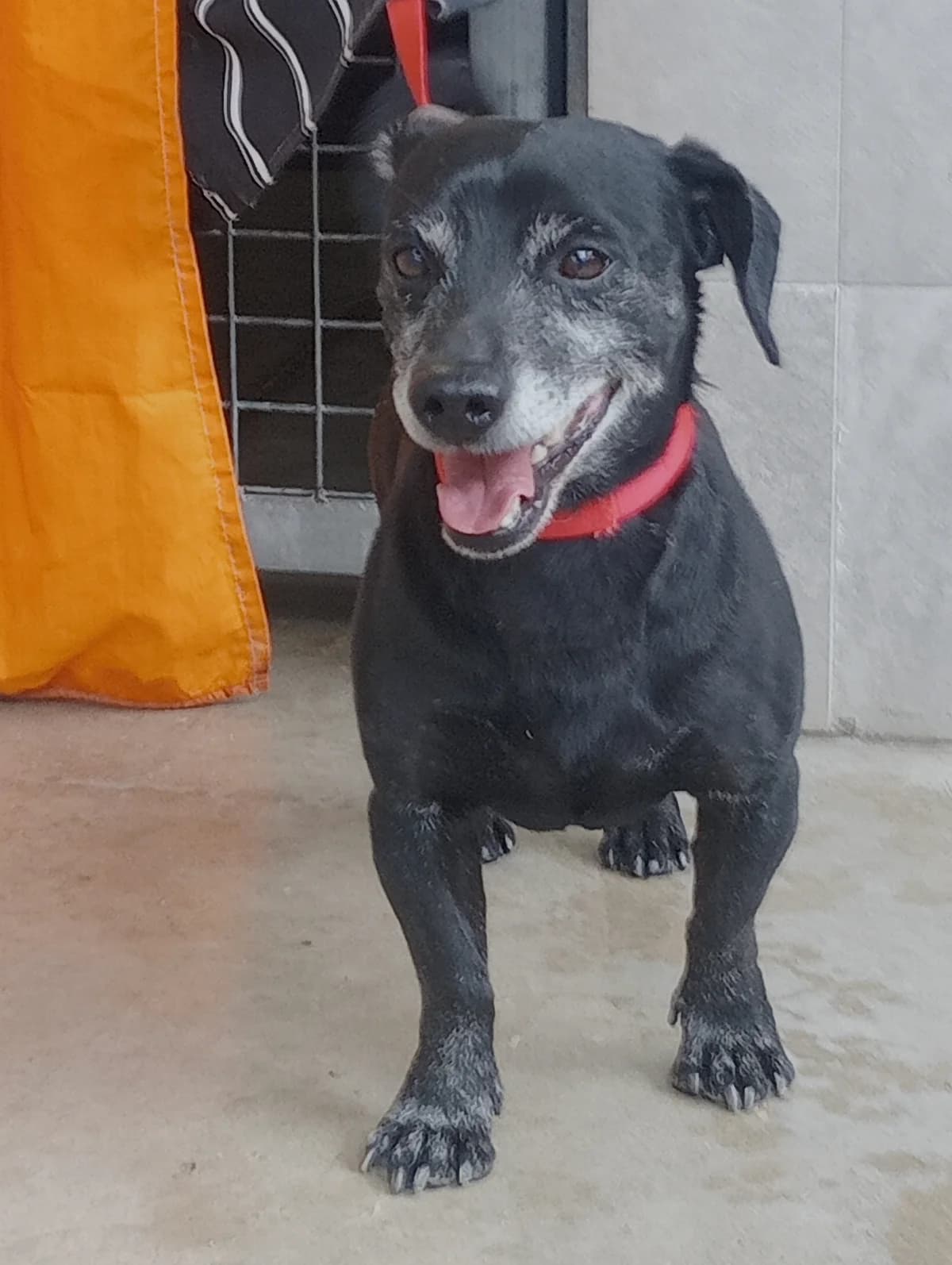 Dain, male 5yo Mixed Breed for adoption at Ein Freund fürs Leben e.V., Berlin