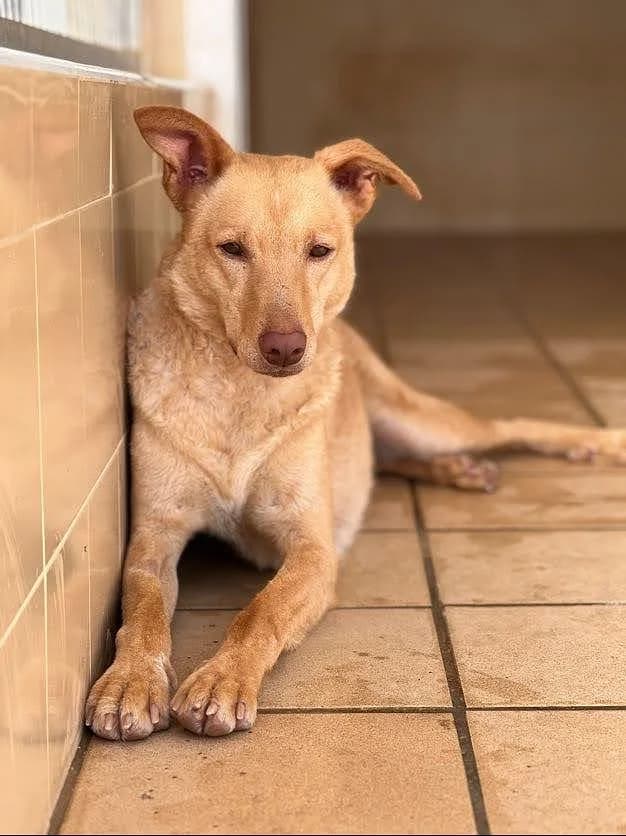 Dallas, male 4yo Mixed Breed for adoption at Ein Freund fürs Leben e.V., Berlin