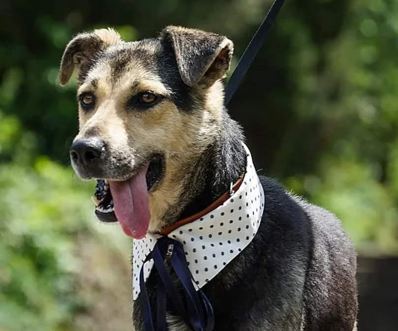 Dara, female senior Mixed Breed for adoption at Ein Freund fürs Leben e.V., Berlin