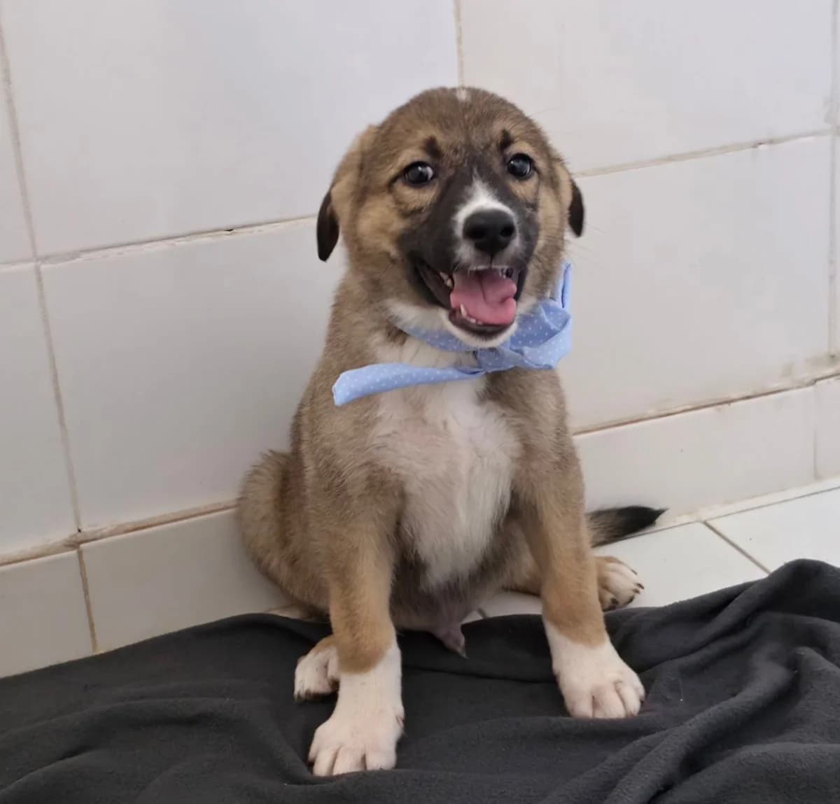 Divo, male puppy Mixed Breed for adoption at Ein Freund fürs Leben e.V., Berlin