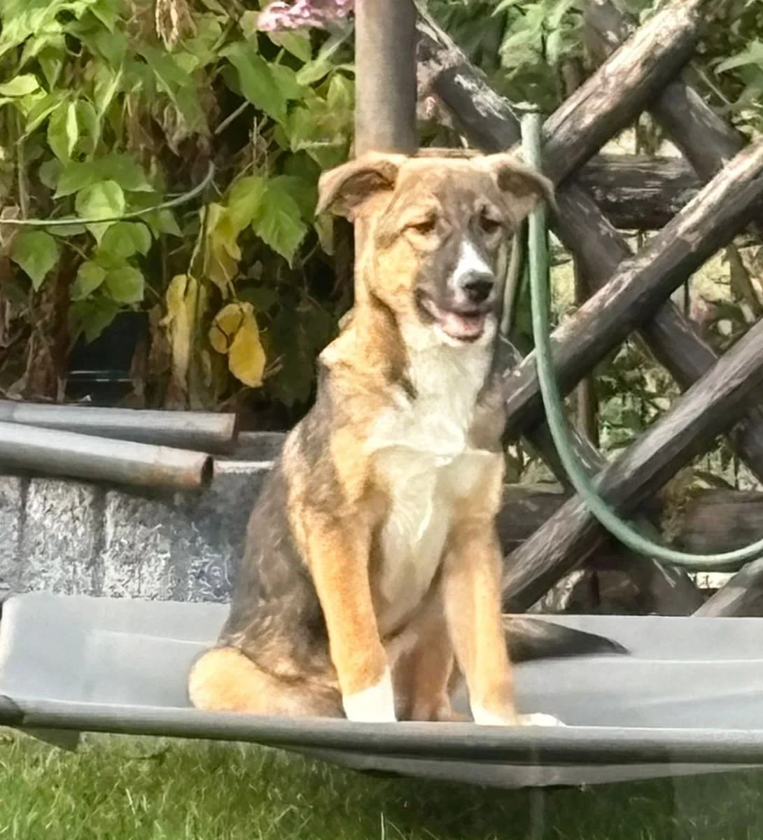 Divo, male puppy Mixed Breed for adoption at Ein Freund fürs Leben e.V., Berlin
