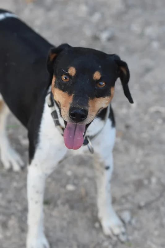 Edam, male 3yo Mixed Breed for adoption at Ein Freund fürs Leben e.V., Berlin