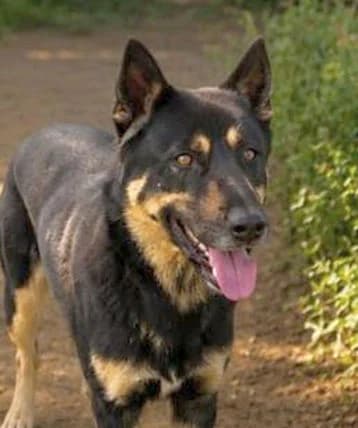 Edek, male 3yo Mixed Breed for adoption at Ein Freund fürs Leben e.V., Berlin