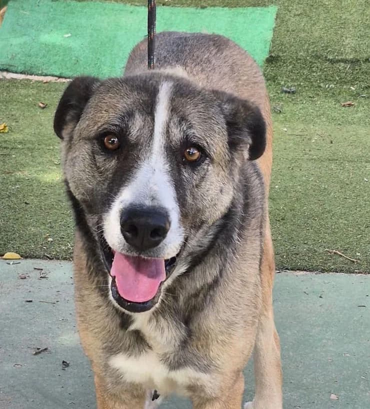 Elina, female 3yo Mixed Breed for adoption at Ein Freund fürs Leben e.V., Berlin