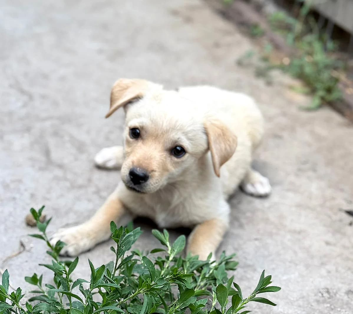 Elio, male puppy Mixed Breed for adoption at Ein Freund fürs Leben e.V., Berlin
