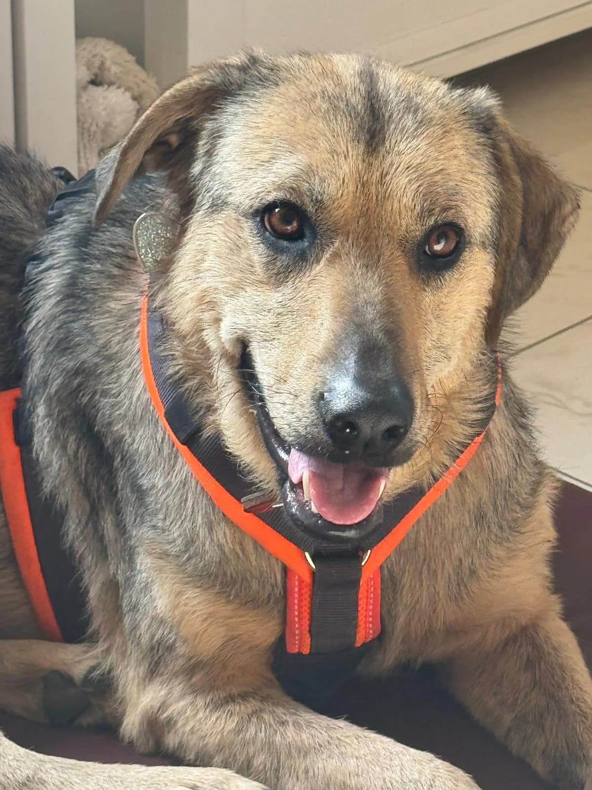 Elisa, female 3yo Mixed Breed for adoption at Ein Freund fürs Leben e.V., Berlin
