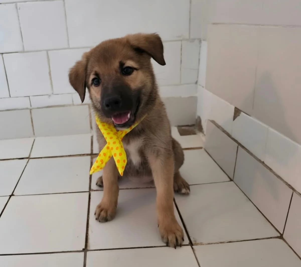 Ella, female puppy Mixed Breed for adoption at Ein Freund fürs Leben e.V., Berlin