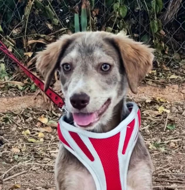 Emily, female puppy Mixed Breed for adoption at Ein Freund fürs Leben e.V., Berlin