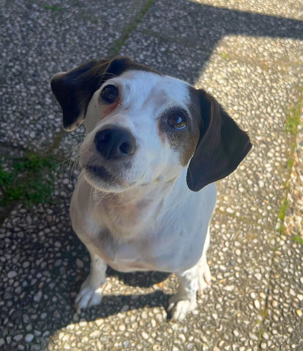 Emma - VON PRIVAT, female 7yo Mixed Breed for adoption at Ein Freund fürs Leben e.V., Berlin