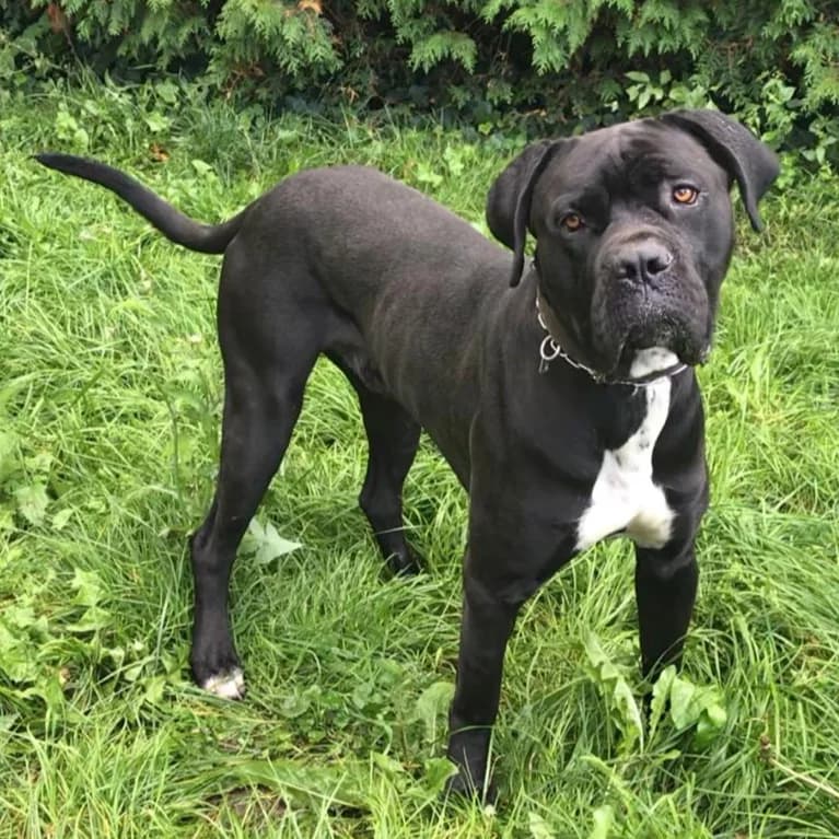 Error - VON PRIVAT, male 5yo Mixed Breed for adoption at Ein Freund fürs Leben e.V., Berlin