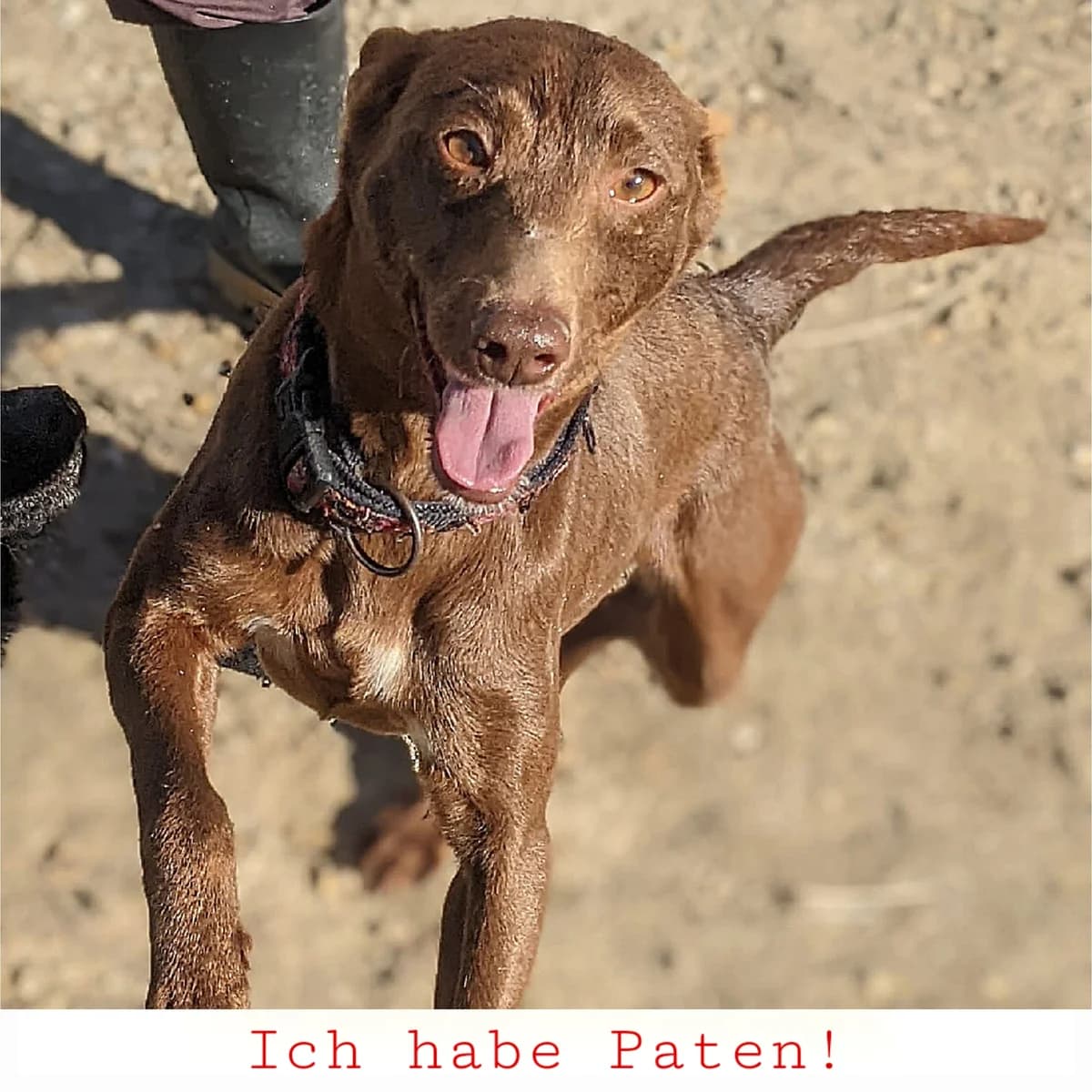 Esperanza, female 3yo Mixed Breed for adoption at Ein Freund fürs Leben e.V., Berlin
