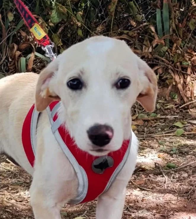 Estella, female puppy Mixed Breed for adoption at Ein Freund fürs Leben e.V., Berlin