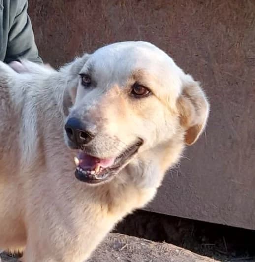 Fermin, male 5yo Mixed Breed for adoption at Ein Freund fürs Leben e.V., Berlin
